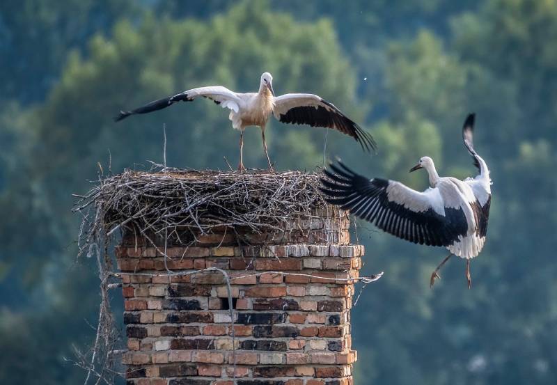 Professional Chimney Animal Removal Services in Haverhill, Florida