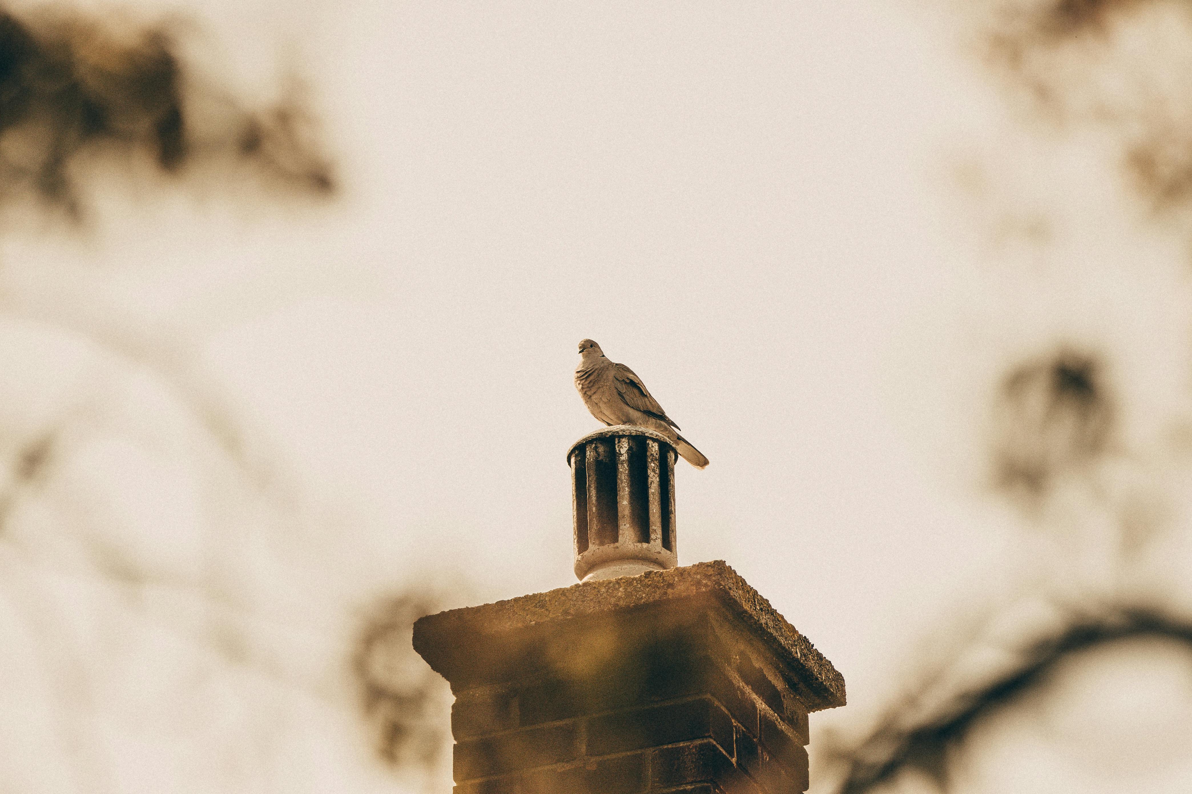 Professional Chimney Cap and Damper In Haverhill Florida